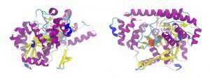 Determinadas proteínas producen la actividad enzimáticas en fangos activos.