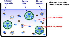 BIO-ATP2G-gràficATPcubeta-Fisicoquímicos_EDAR.